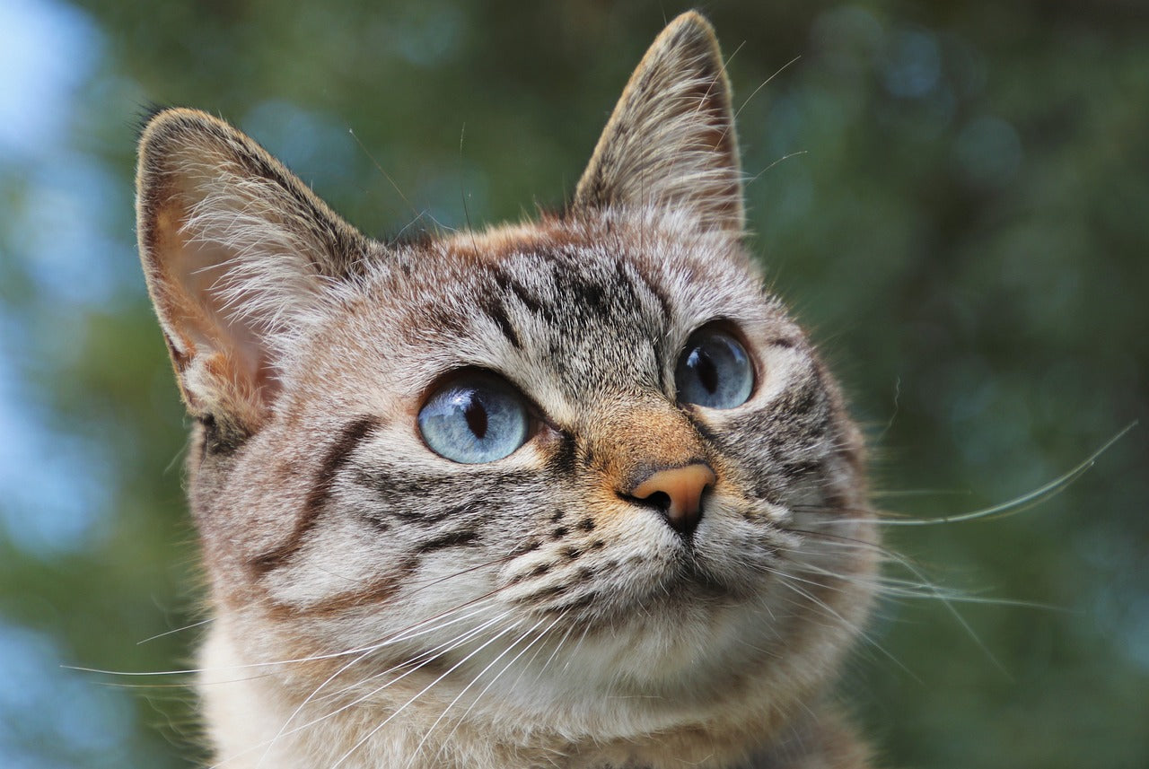 How to pick an automatic cat feeder