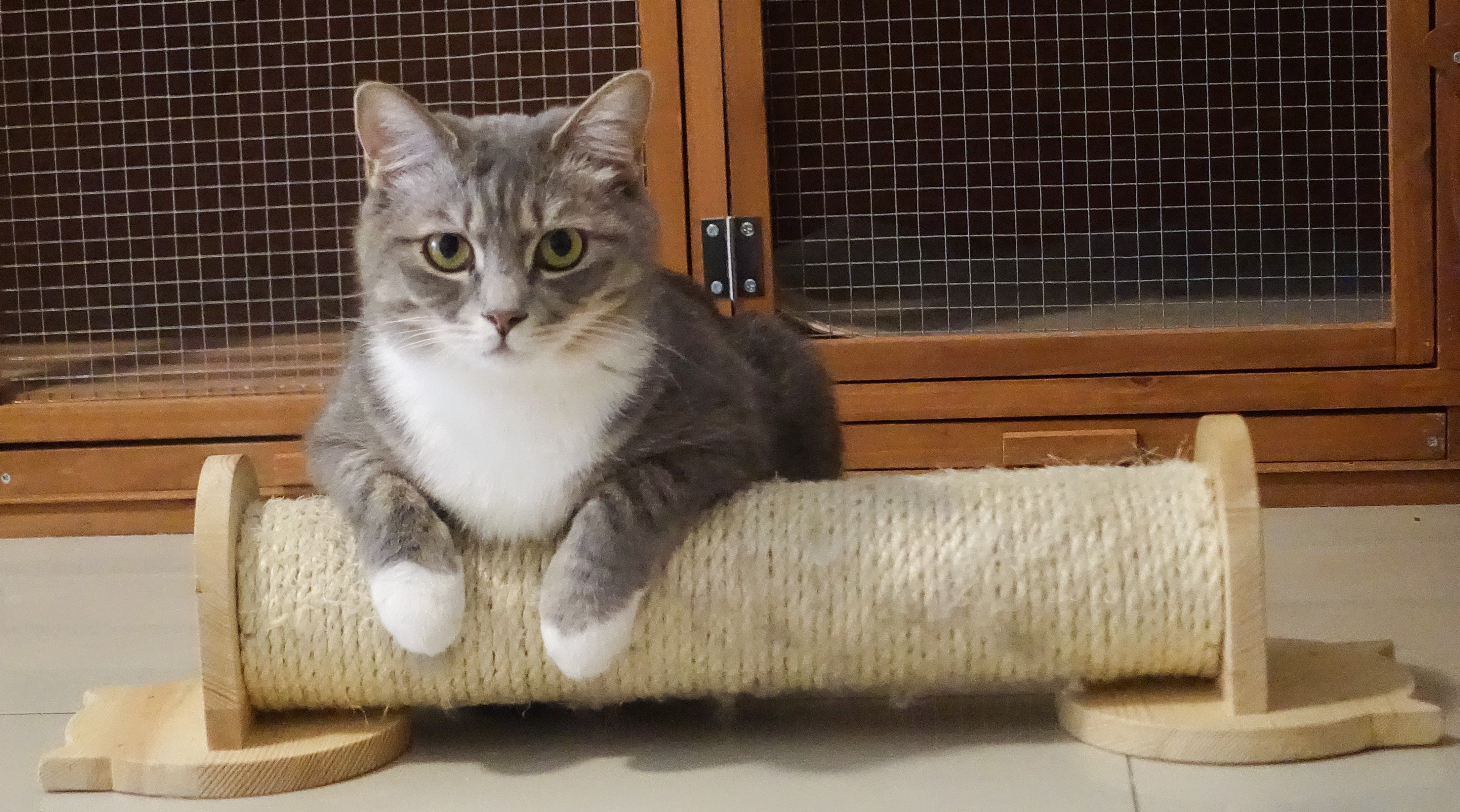 How to choose a cat litter box