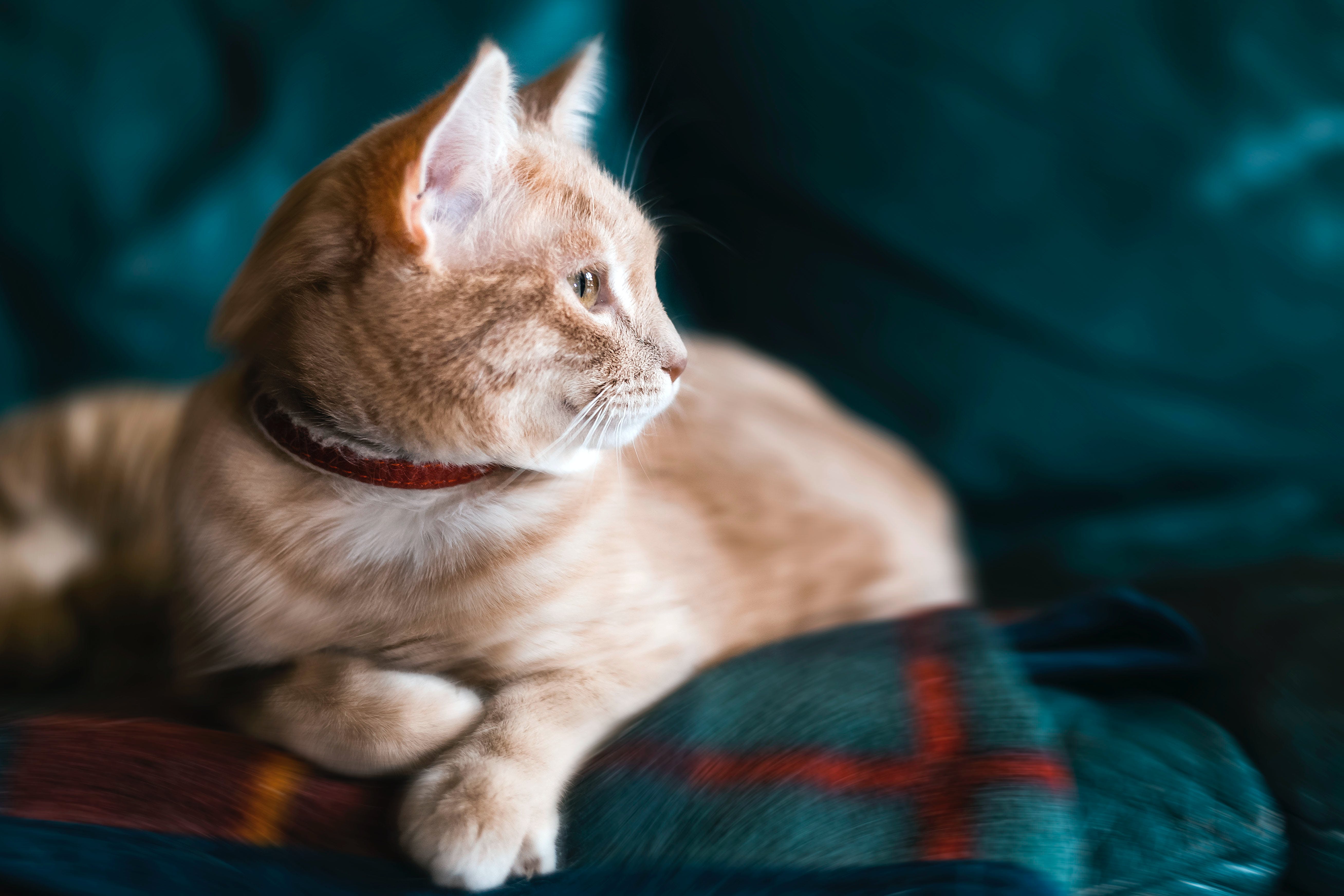 Ensuring Feline Wellness: A Comprehensive Guide to Cat Health