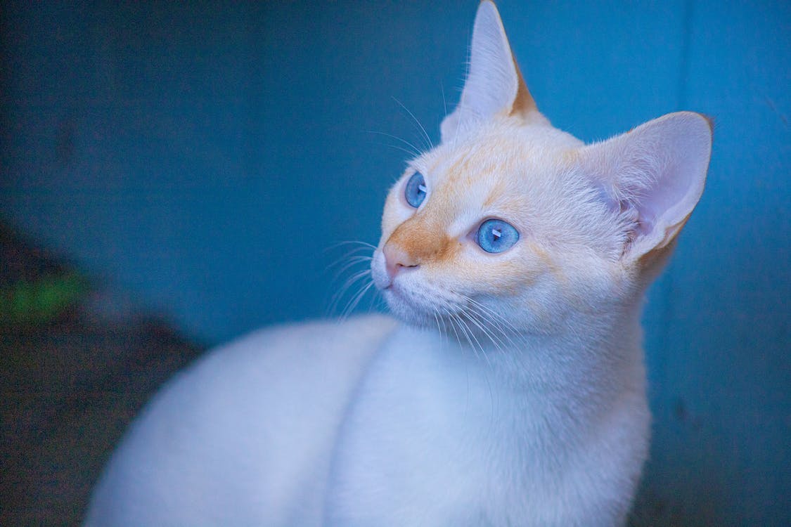 Do you know which actions cats don’t like?