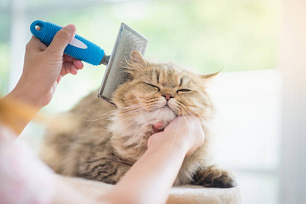 Grooming for Radiant Fur and Happy Cats