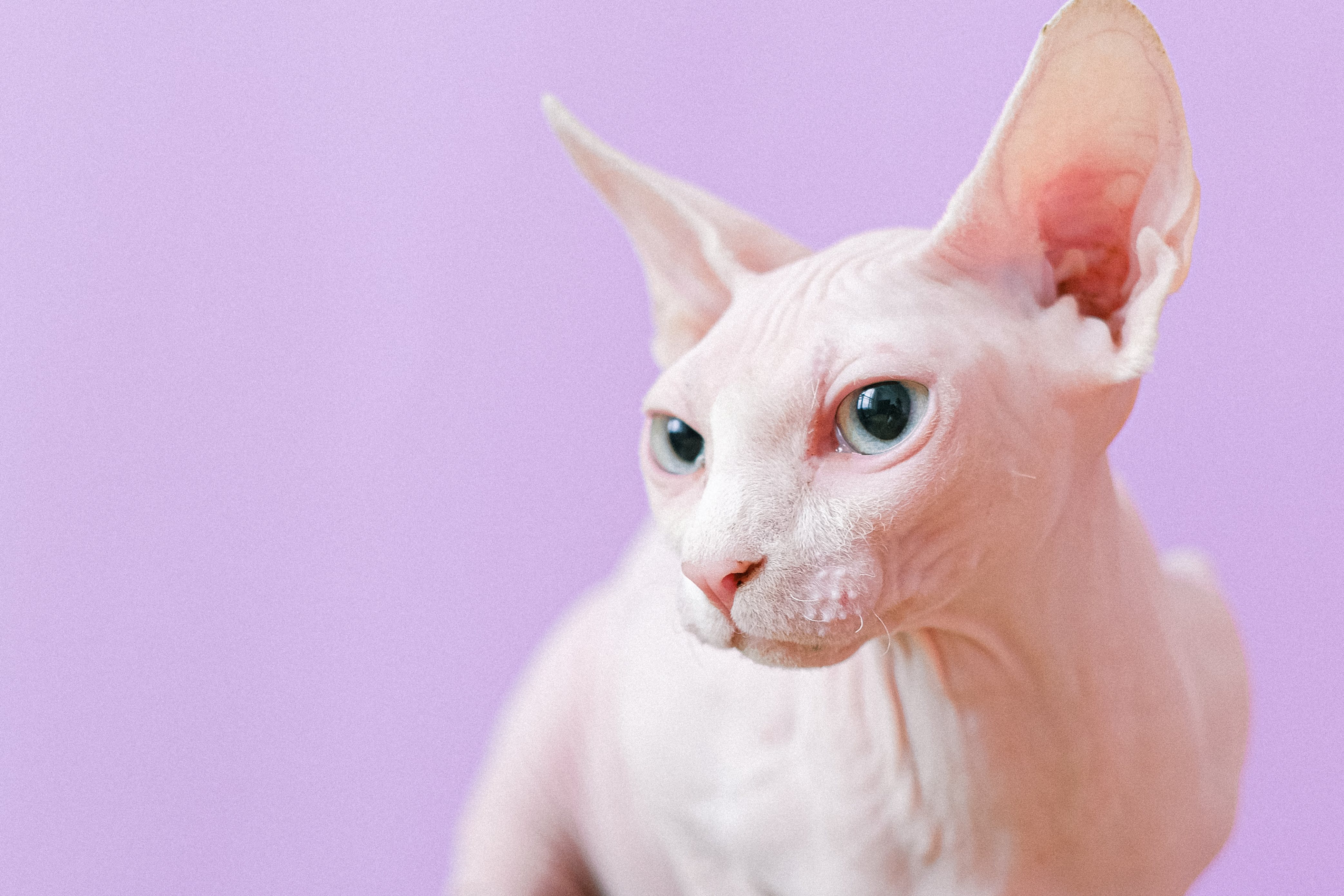 A Beginner's Guide to Caring for a Sphinx Cat: Tips and Must-Haves