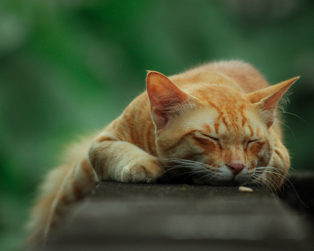 How to prevent and treat feline acne