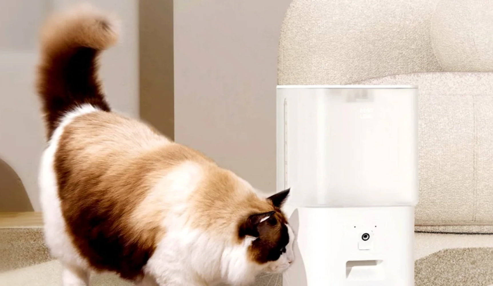 Automatic cat hotsell feeder and water