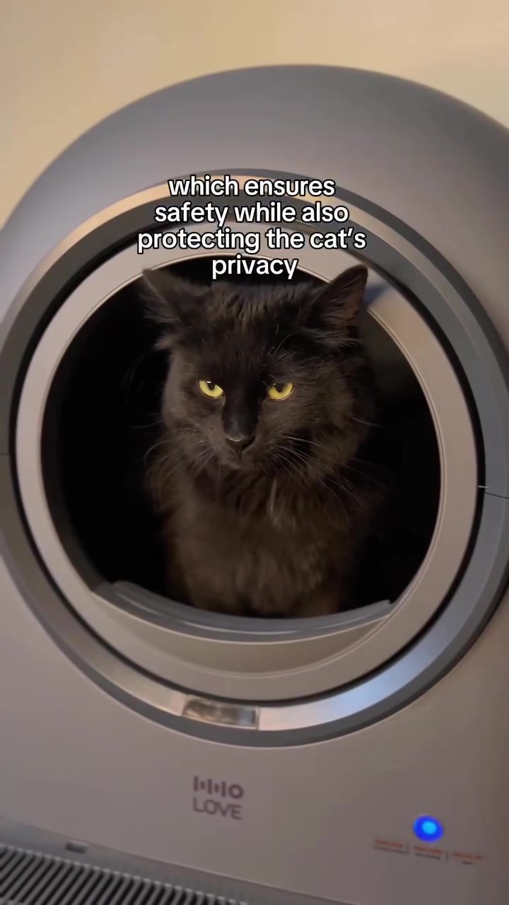 @lucilletherescuecat