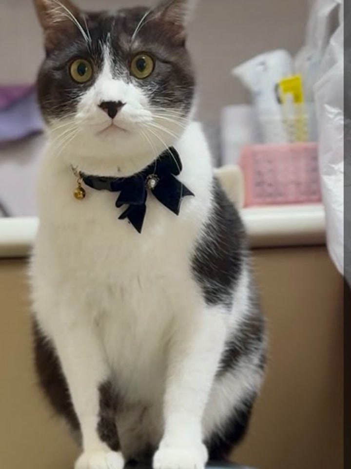Kohoku Nippa Animal Hospital